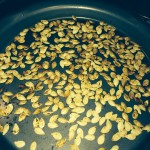 Pumpkin Seeds